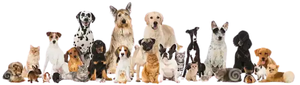 Pet Relocation Charges