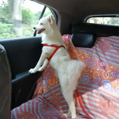 Pet Relocation Factors